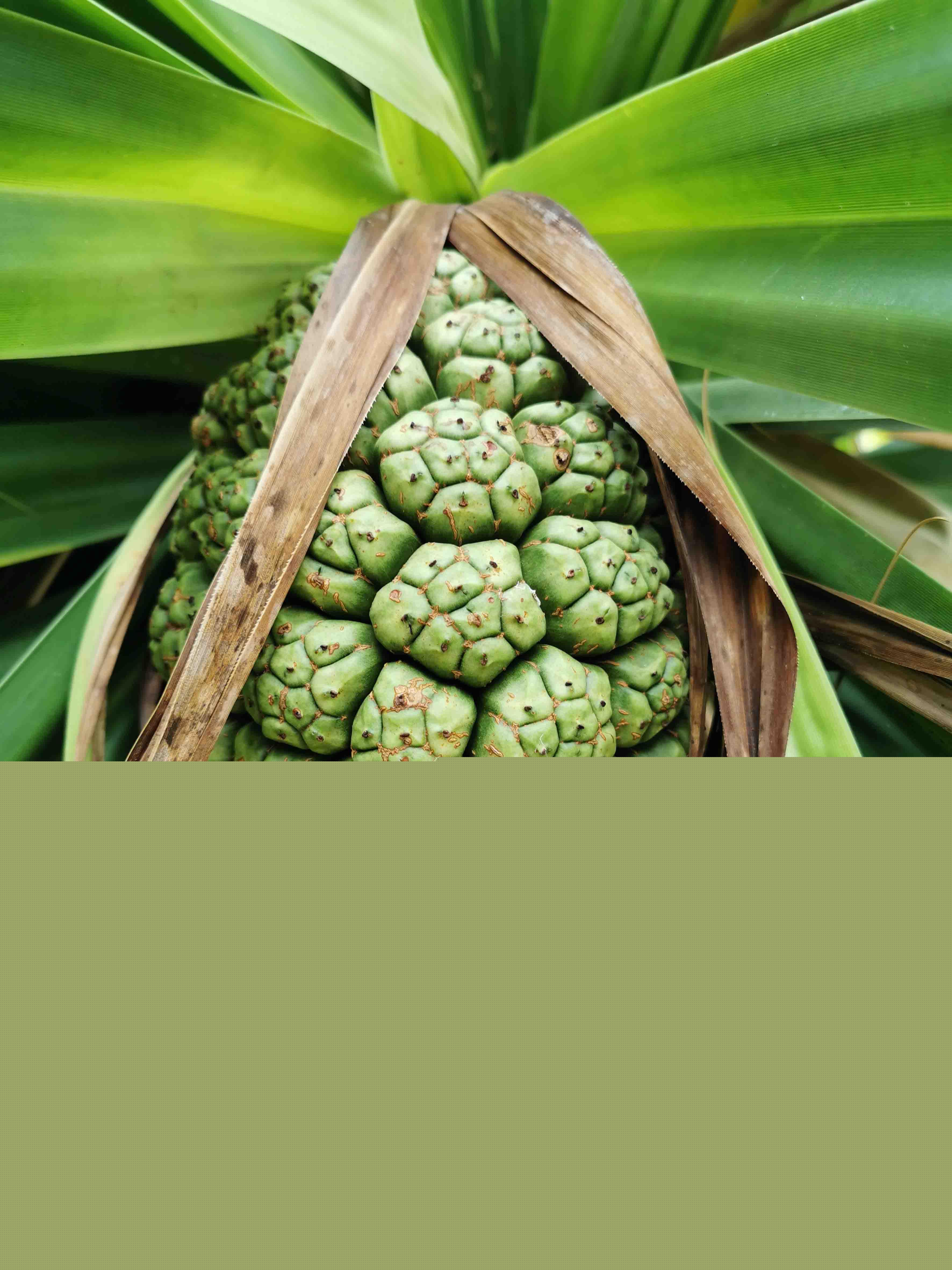Pandanus tectorius
