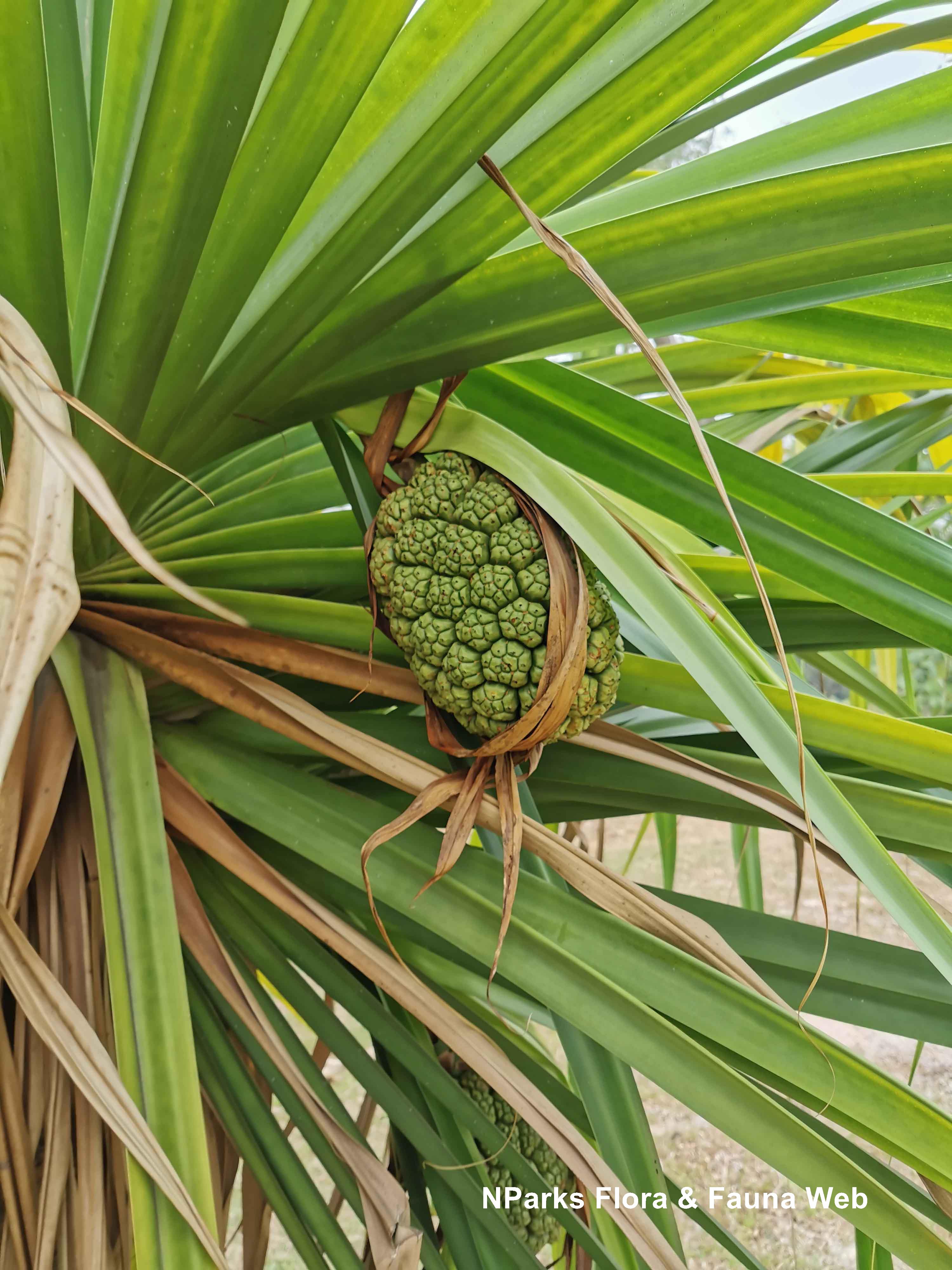 NParks Pandanus tectorius