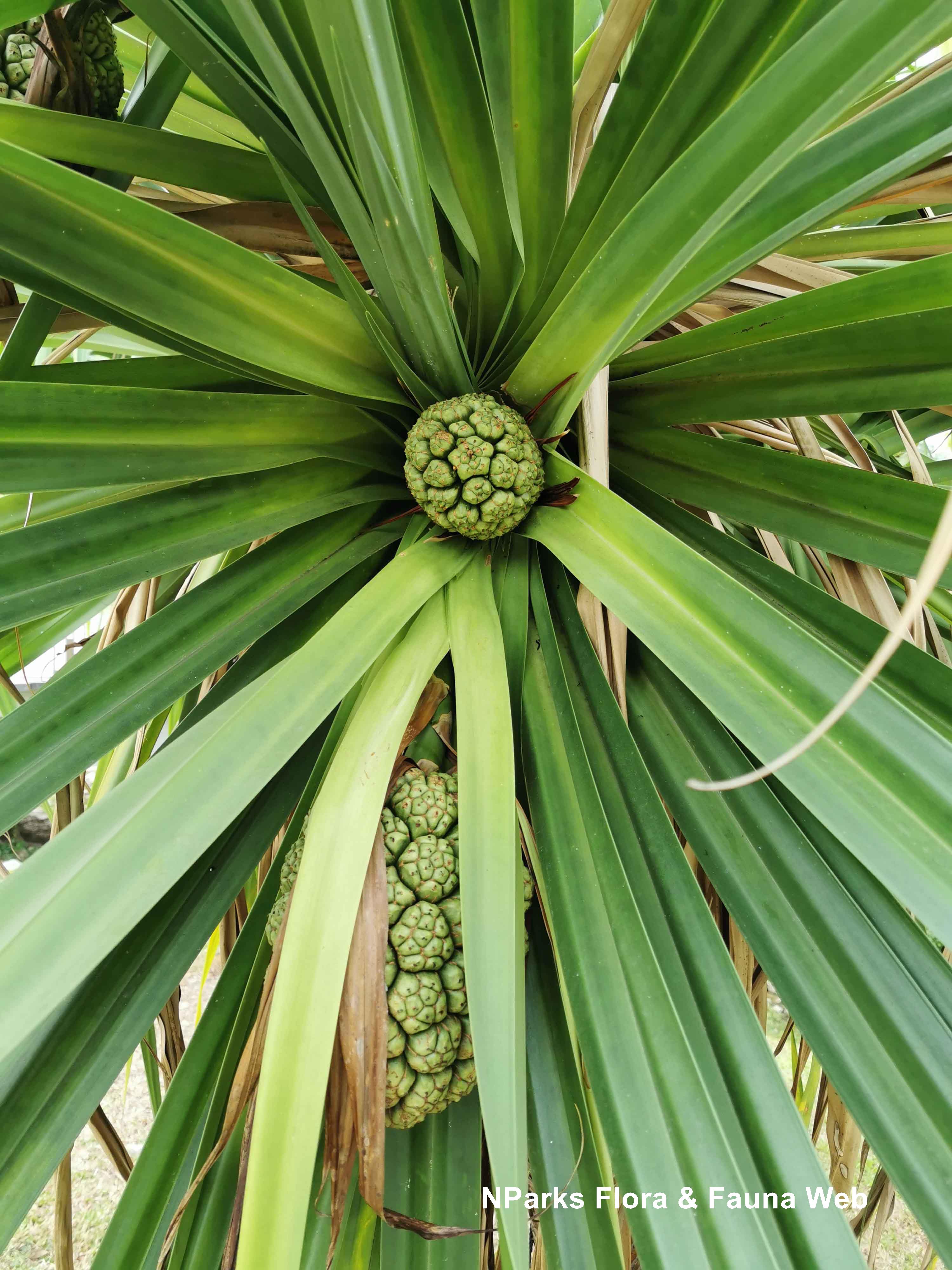 Pandanus Tectorius Parkinson