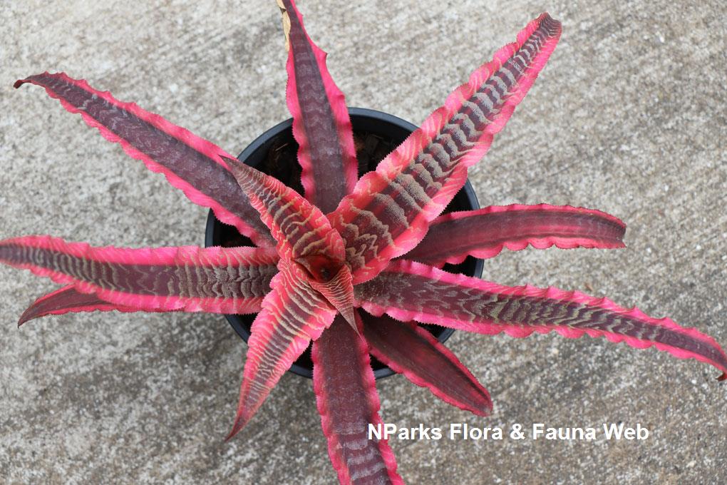 Cryptanthus 'Elaine'_Pauline Tay