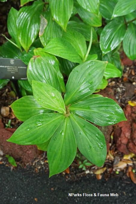 Costus_productus_var._productus_WeiTeng