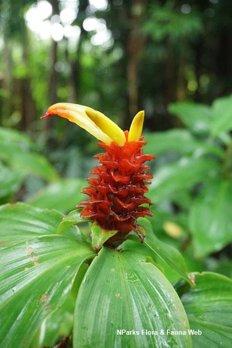 Costus_productus_var._productus_WeiTeng