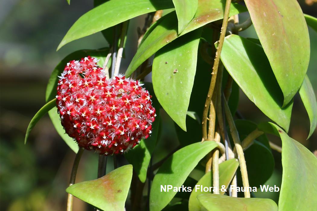 Hoya mindorensis