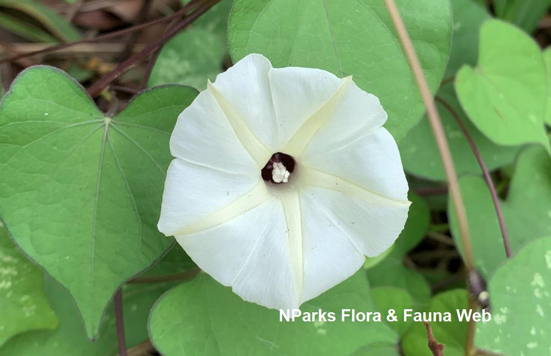 Ipomoea obscura