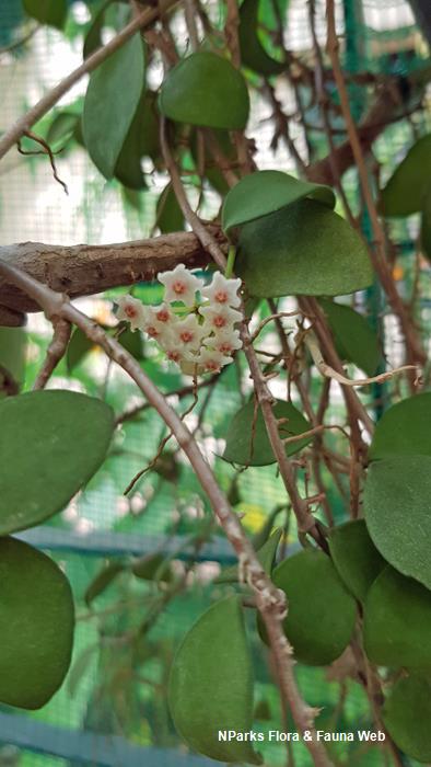 Hoya nummularioides