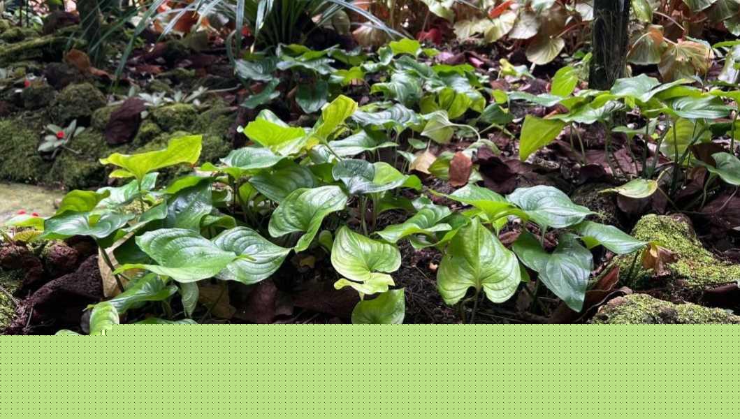 Cyanastrum cordifolium