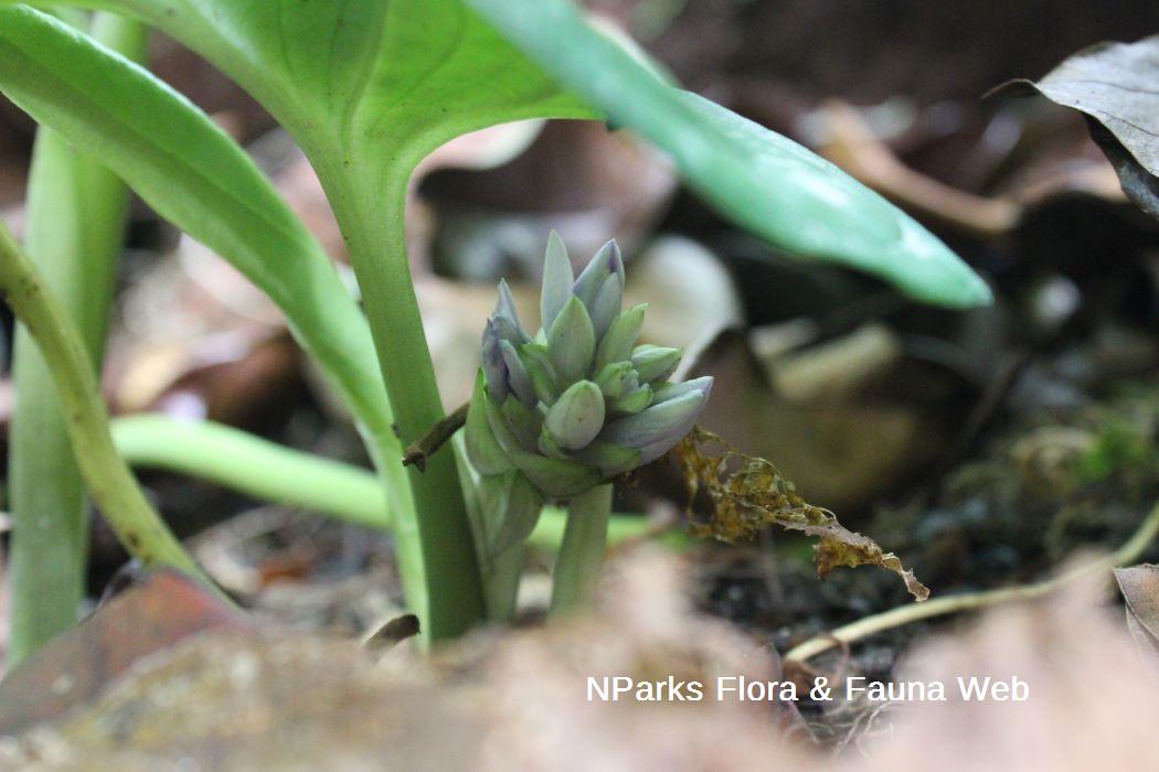 Cyanastrum cordifolium
