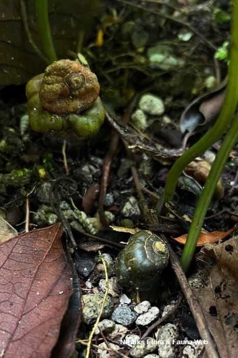 Cyanastrum cordifolium