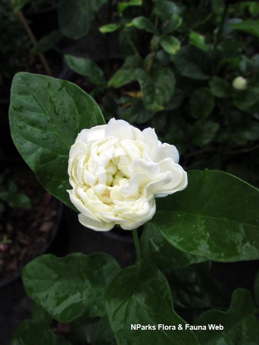 Jasminum sambac Grand Duke of Tuscany