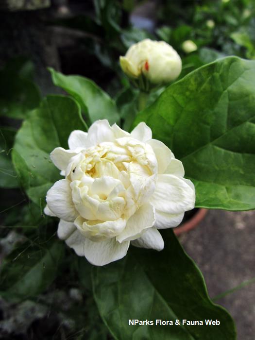 Jasminum sambac Grand Duke of Tuscany