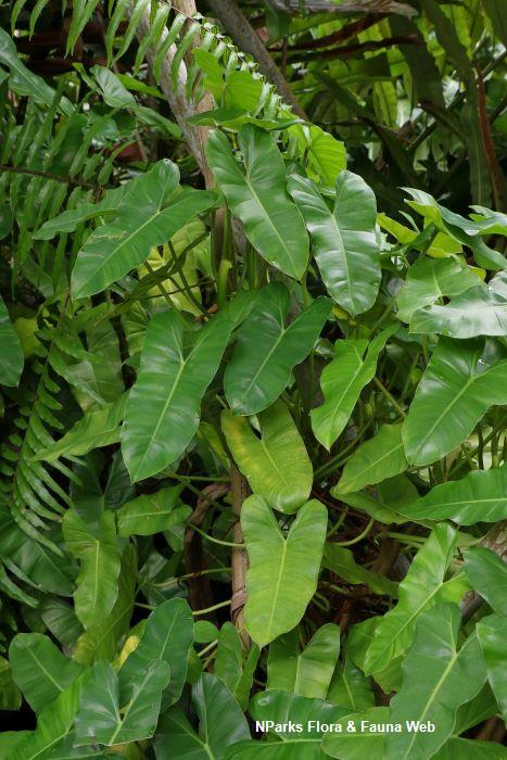Philodendron Burle Marx