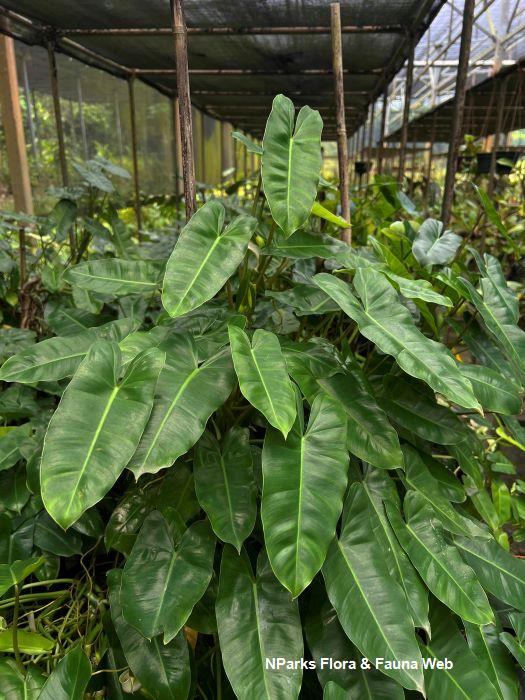 Philodendron Burle Marx