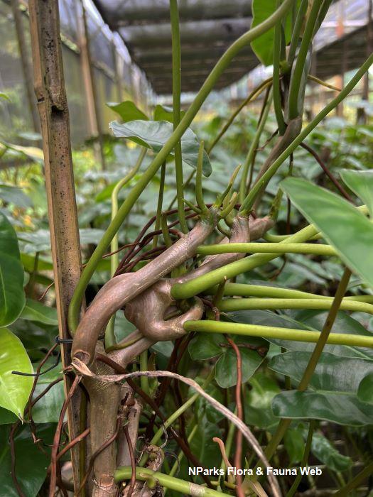 Philodendron Burle Marx