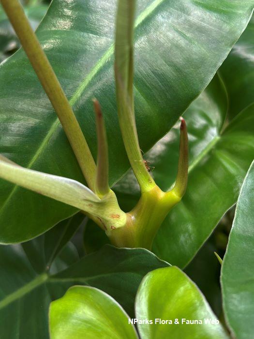 Philodendron Burle Marx