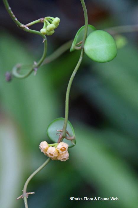 Hoya heuschkeliana