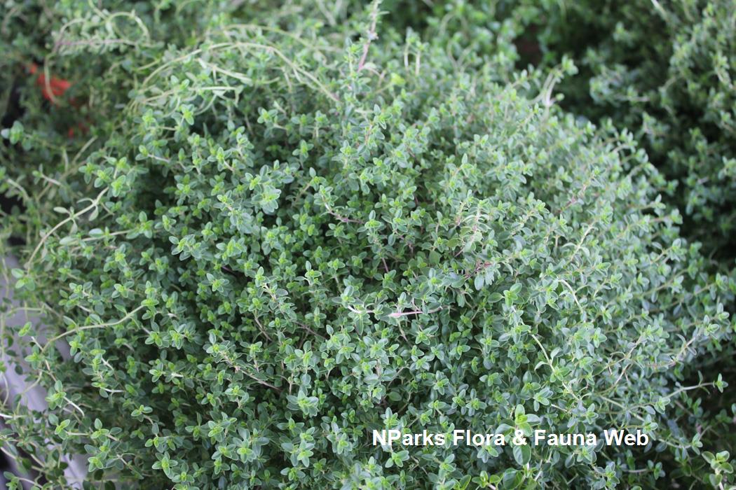 NParks Thymus vulgaris