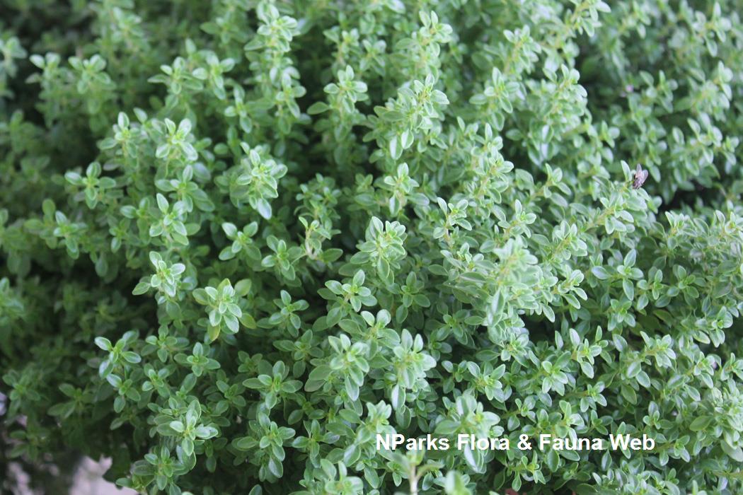NParks Thymus vulgaris