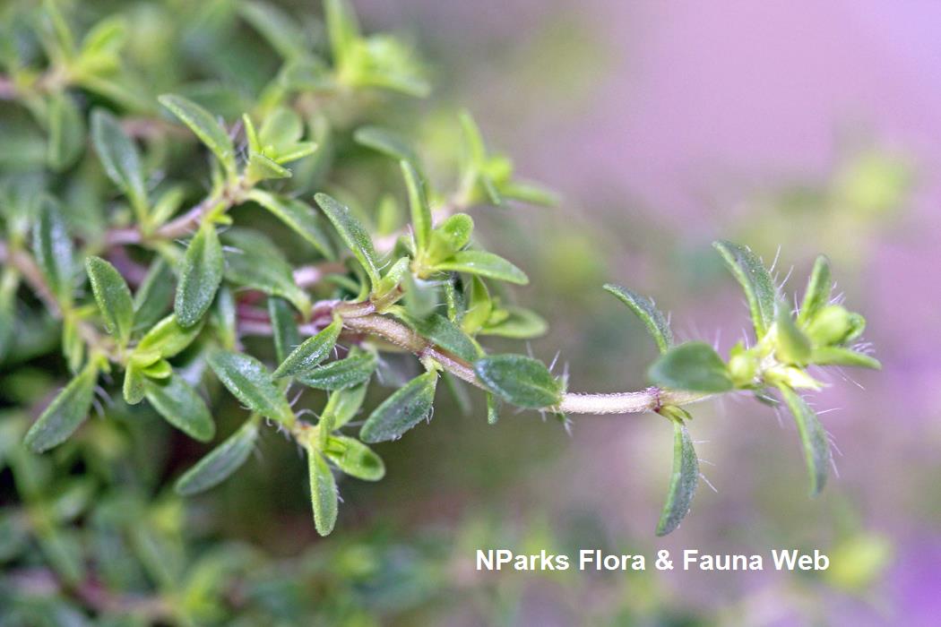NParks Thymus vulgaris