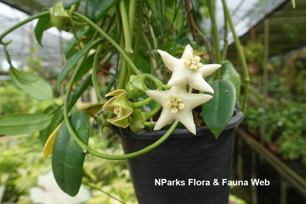 Hoya coronaria