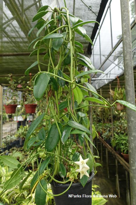 Hoya coronaria