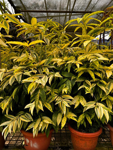 NParks | Dracaena surculosa 'Aurea'