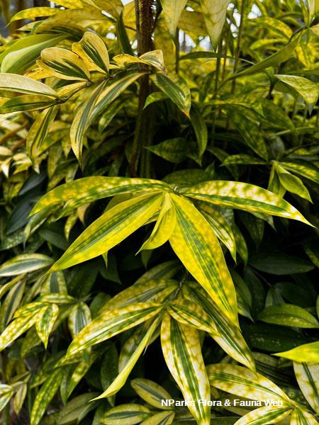 calathea musaica variegated Calathea musaica 4 IN main image 0