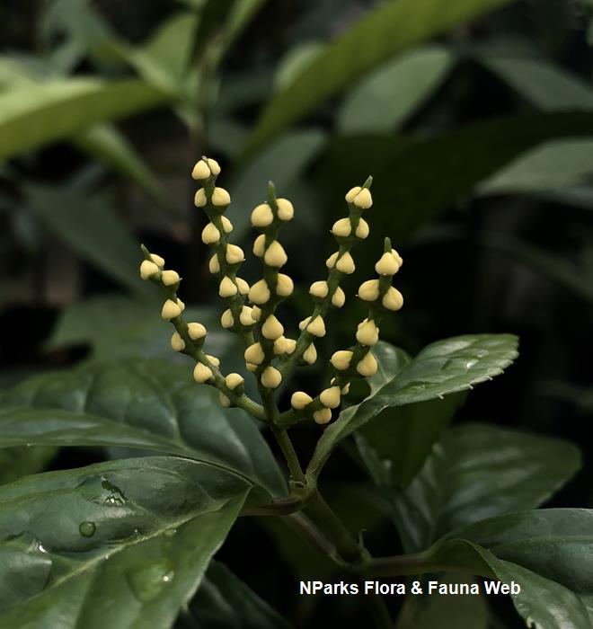 Chloranthus_officinalis_Cerlin_Ng_1_low_res