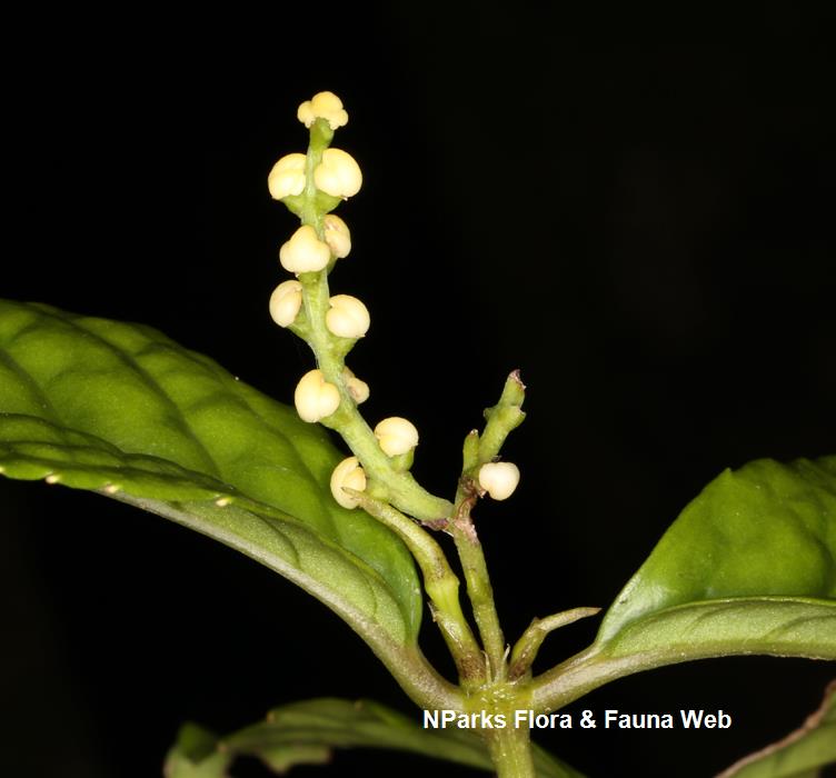 Chloranthus_officinalis_Cerlin_Ng_2_low_res