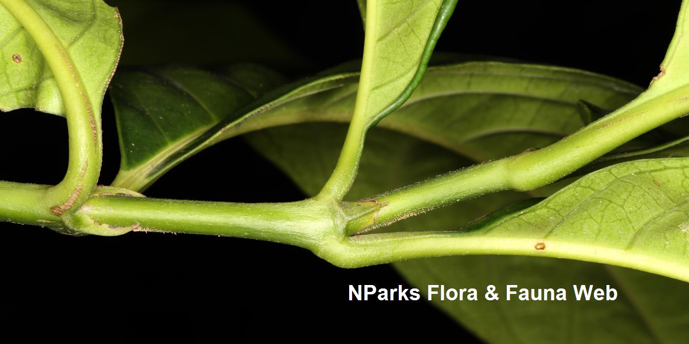 Chloranthus_officinalis_Cerlin_Ng_4_low_res