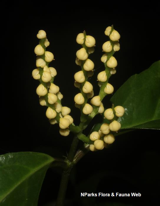 Chloranthus_officinalis_Cerlin_Ng_5LR