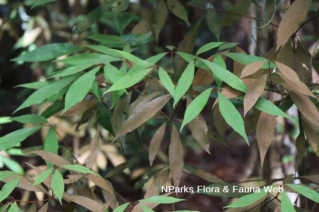 Actinodaphne malaccensis