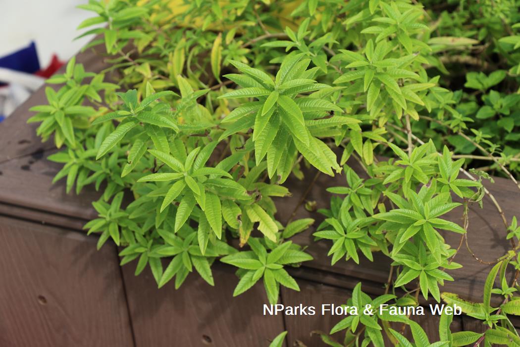 Aloysia citriodora_Jennie Tang_2rs