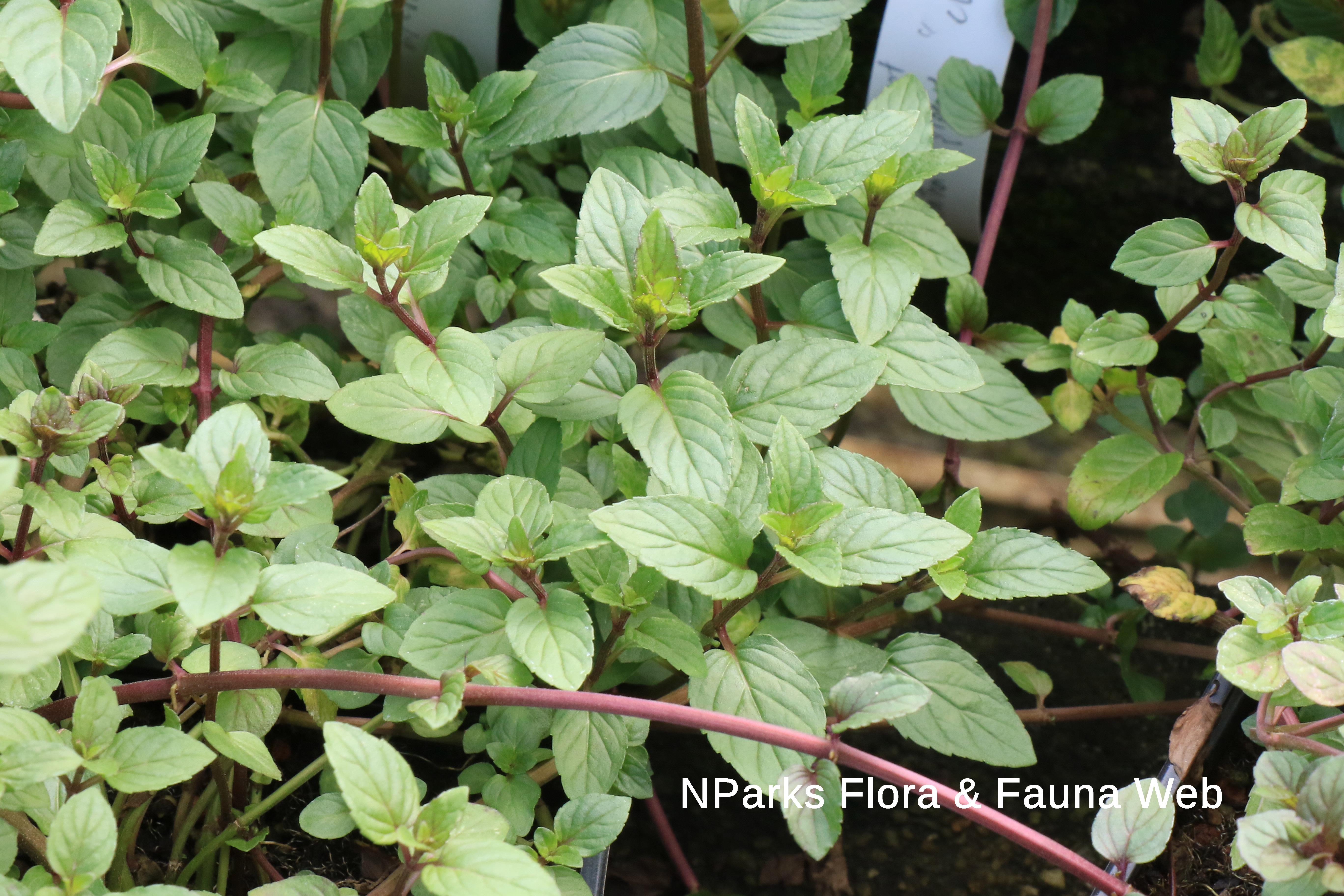 Mentha x piperita f. citrata 'Chocolate'