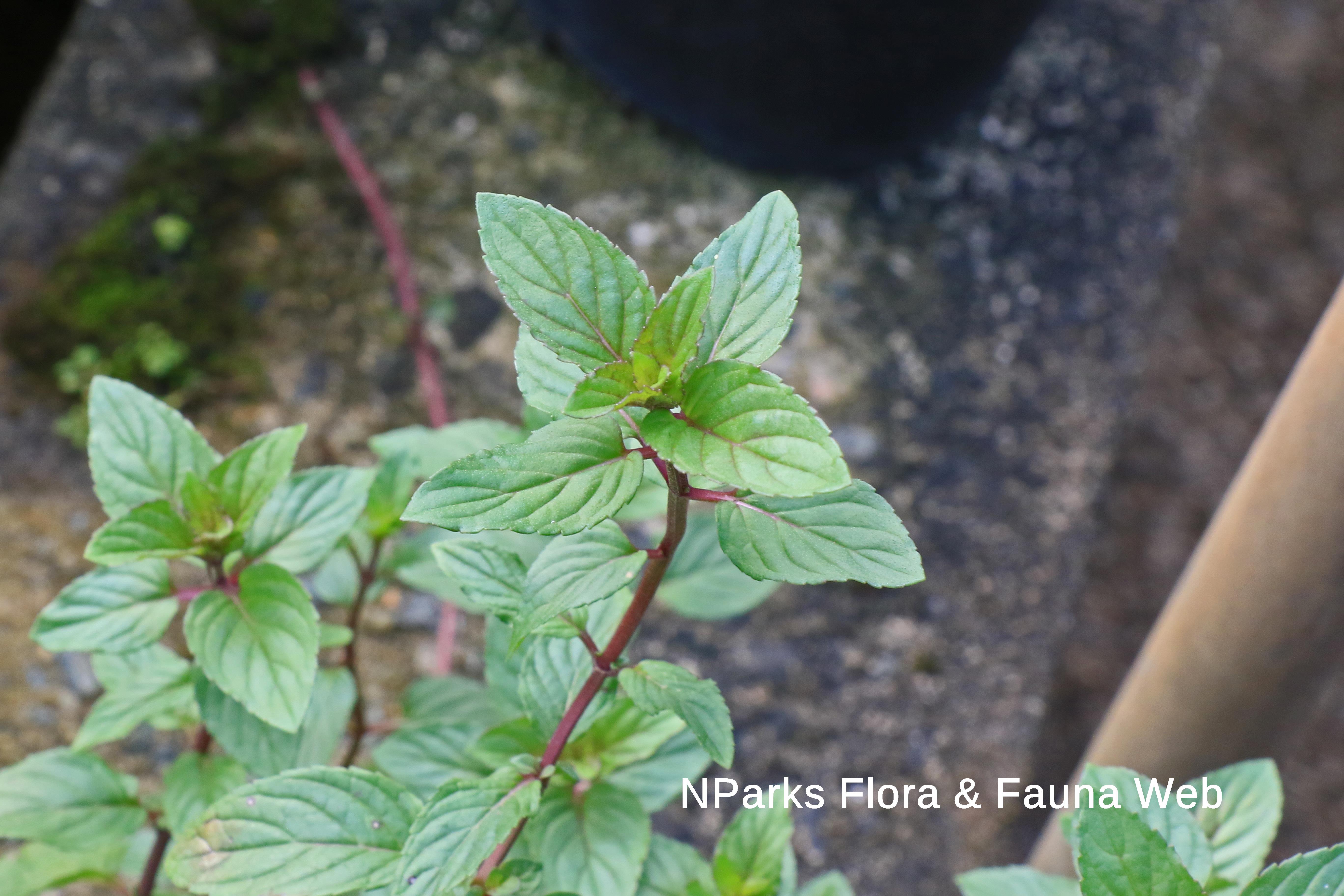 Mentha x piperita f. citrata 'Chocolate'