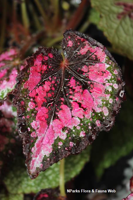 Begonia_Mini_Merry_ShiBiying