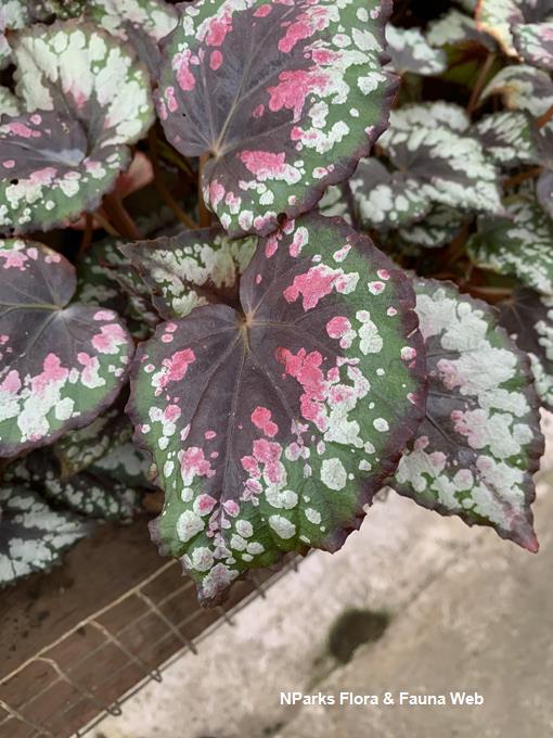 Begonia_Mini_Merry_WeiTeng
