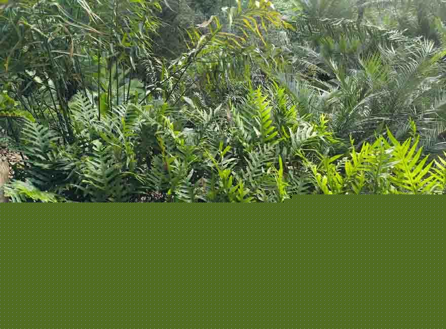 Phymatosorus membranifolium