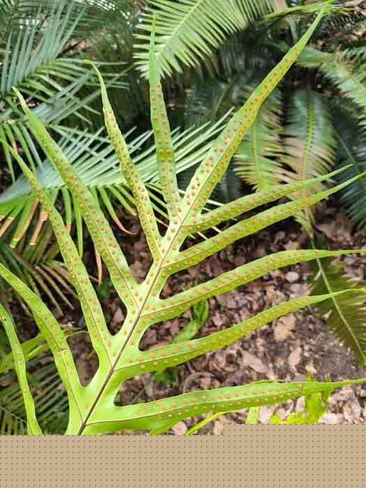 Phymatosorus membranifolium