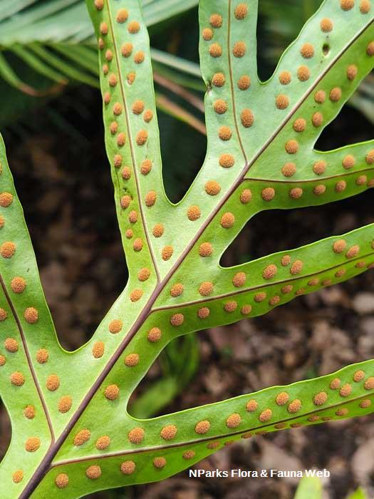 Phymatosorus membranifolium