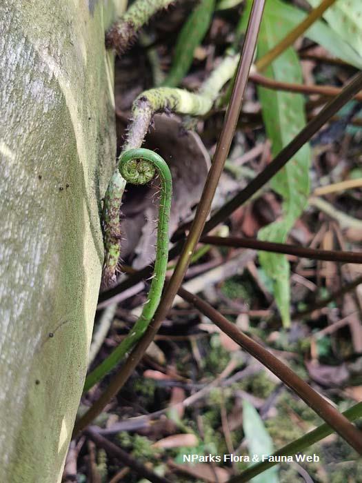 Phymatosorus membranifolium