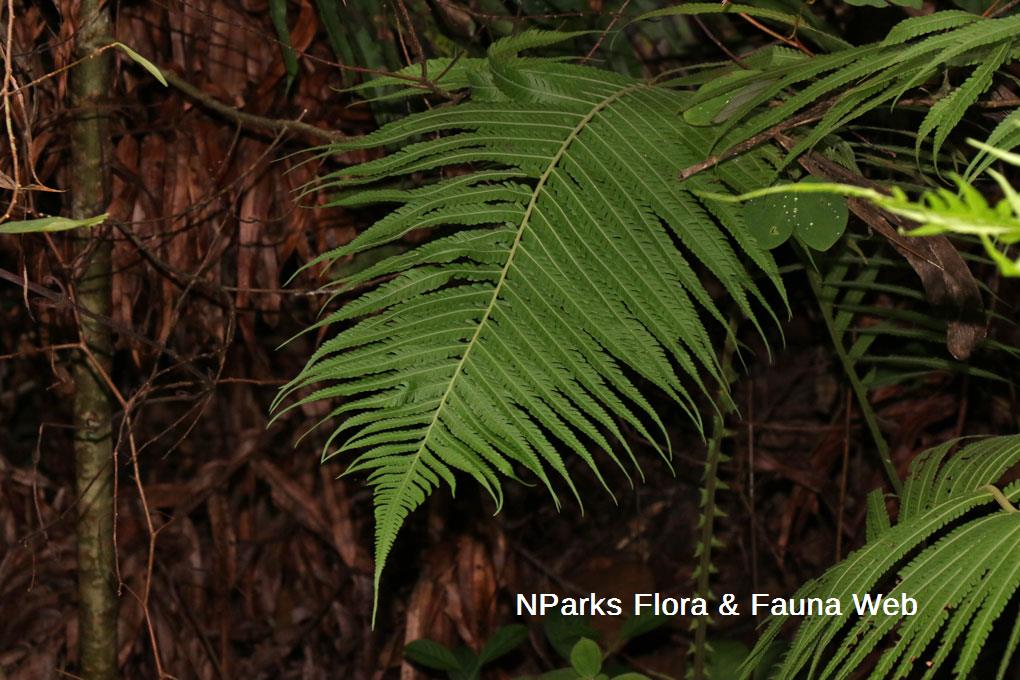 Sphaerostephanos polycarpos_Wei Teng