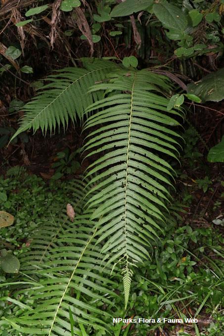 Sphaerostephanos polycarpos_Wei Teng