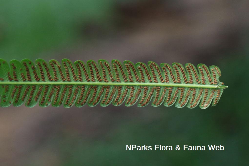 Sphaerostephanos polycarpos_Wei Teng