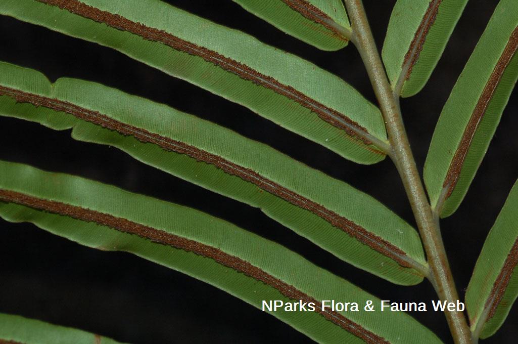 Blechnopsis orientalis_BKF