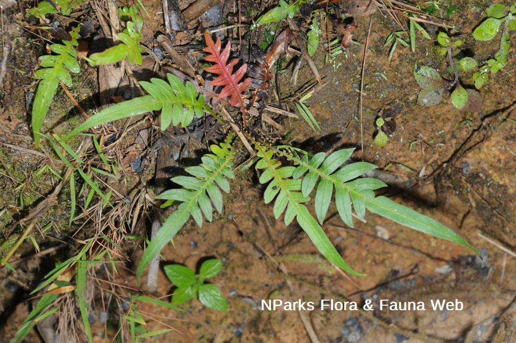Blechnopsis orientalis_BKF