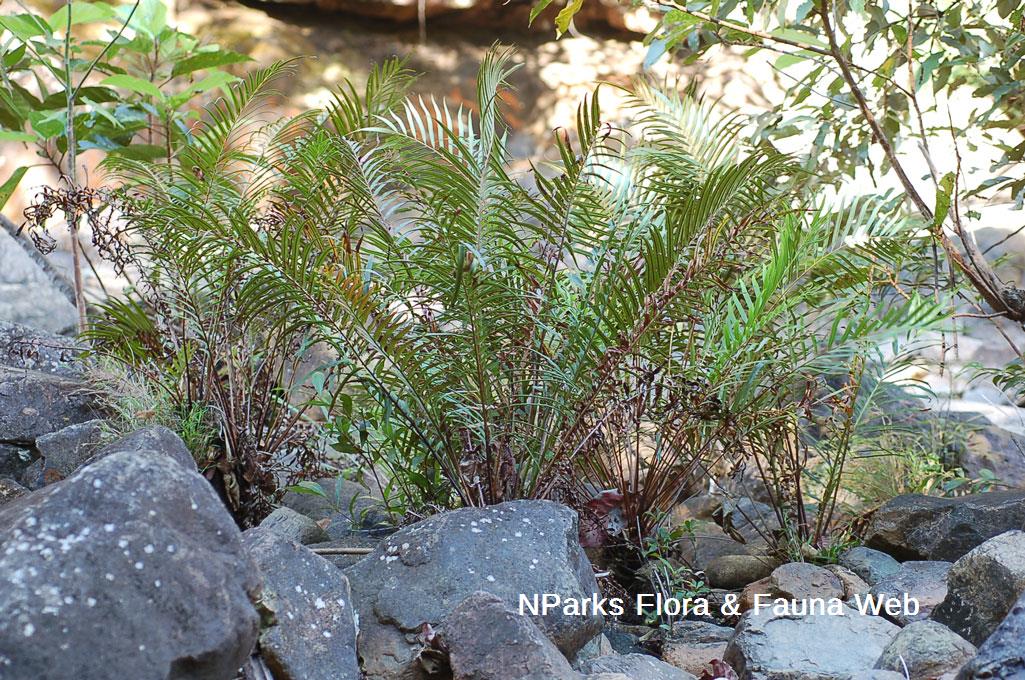 Blechnopsis orientalis_BKF