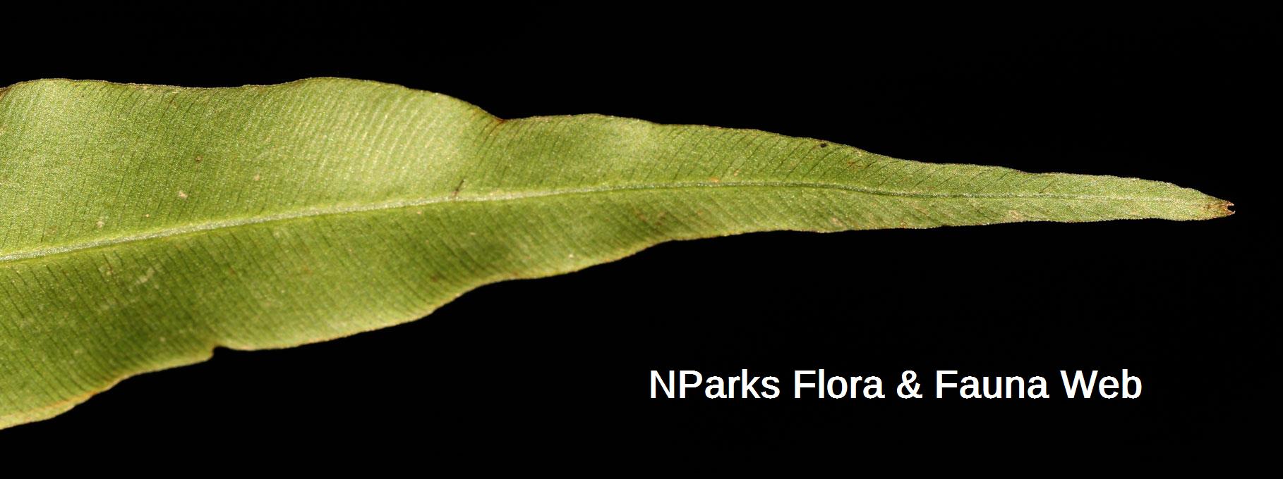 Blechnopsis orientalis_BKF