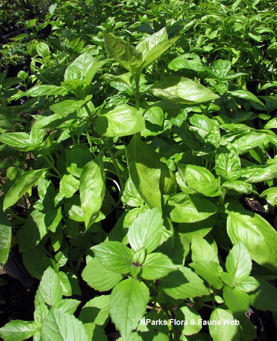 Ocimum_basilicum_Cinnamon_Vicky_Lim_Yen_Ngoh_1