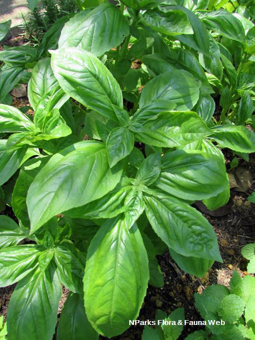 Ocimum_basilicum_Cinnamon_Vicky_Lim_Yen_Ngoh_2