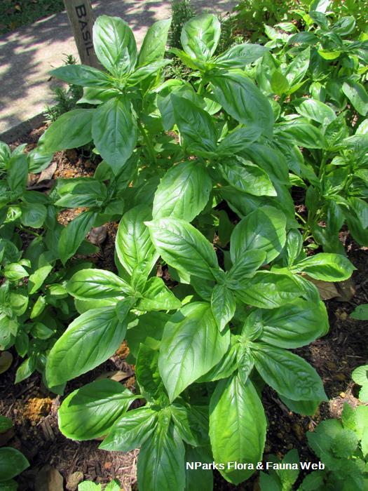 Ocimum_basilicum_Cinnamon_Vicky_Lim_Yen_Ngoh_3